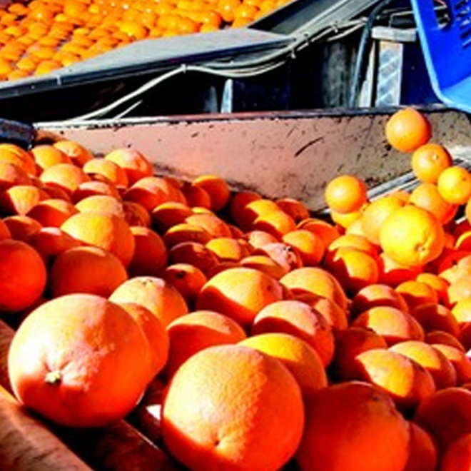 fruit-processing-plant